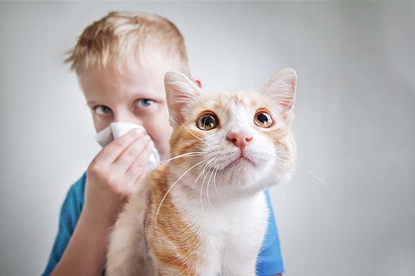 Ein Junge sitzt hinter einer Katze und putzt sich die Nase wegen einer Katzenhaarallergie.
