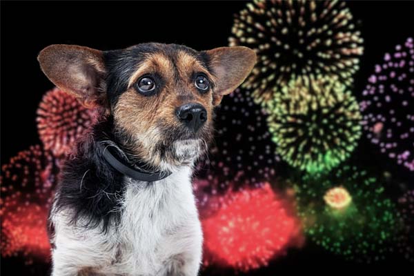 Kleiner, ängstlicher Hund mit Silvesterfeuerwerk im Hintergrund