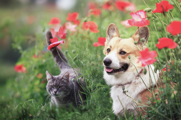 Ein Hund und eine Katze sitzen in einem Blumenbeet.