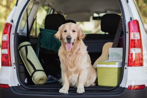 Hund sitz im Kofferraum eines Autos mit Reisegepäck