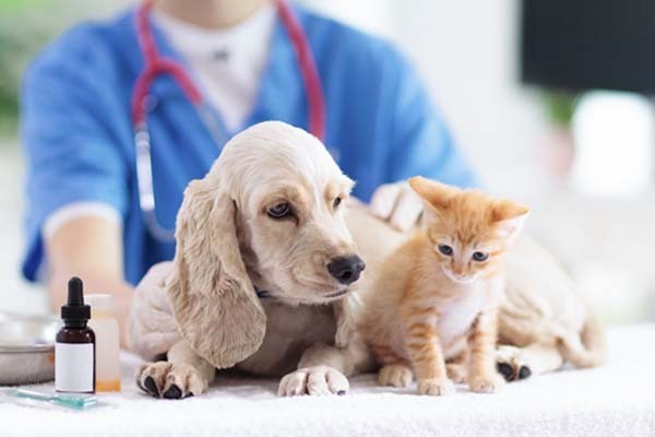 Hund und Katze auf dem Untersuchungstisch beim Tierarzt.