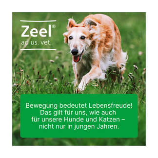 Grafik Zeel ad us. vet. Tabletten Zur Anwendung bei Hunden