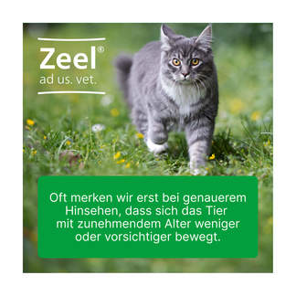 Grafik Zeel ad us. vet. Tabletten Zur Anwendung bei Katzen