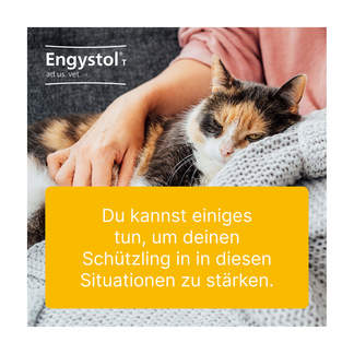 Grafik Engystol T ad us. vet. Tabletten Zur Anwendung bei Katzen