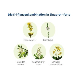 Grafik Sinupret Forte Überzogene Tabletten die 5-Pflanzenkombination in Sinupret forte