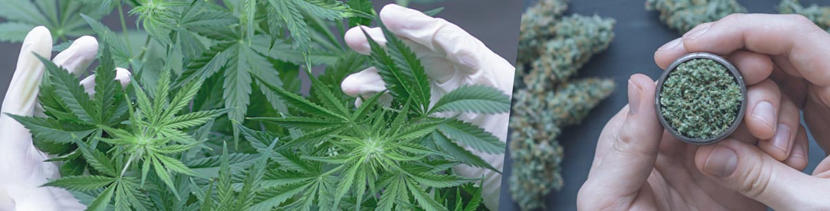Fotocollage von medizinischen Cannabis-Pflanzen